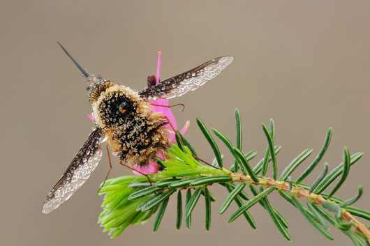 Bombylius major, Nikon D300s, Tamron 180,alzata specchio, scatto remoto,treppiede, plamp, pannellini,f16,1/6s,iso 160, alzata specchio preventiva