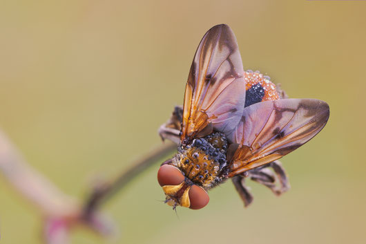Nikon D300S, Nikon AF-S 105mm f/2.8 G ED VR Micro ,tubo di prolunga,scatto remoto,alzata specchiopreventiva,treppiede,plamp,14,1/1,3s iso 100 uno dei tanti scatti di questa mattina, ringrazio rockstarblu per avermi prestato il tubo di prolunga