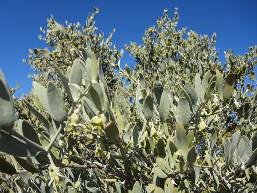 ♡ JOJOBA FLOWERS (Male) & JOJOBA NEW SEEDS (Female) この時期のとっておきのお写真です❣