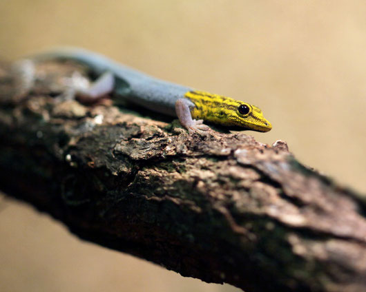 Gelbkopftaggecko
