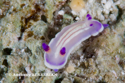 Mexichromis lemniscata anc Durvilledoris lemniscata