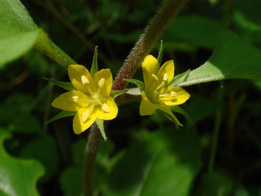 　コナスビ　茎の葉腋に葉に隠れるように花をつけます