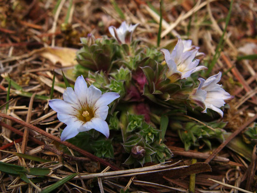 　コケリンドウ　(苔竜胆)　リンドウ科 リンドウ属　　2012.04.08