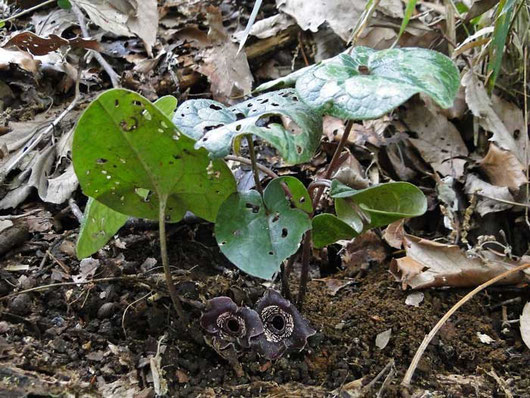 　タマノカンアオイ　(多摩の寒葵)　ウマノスズクサ科