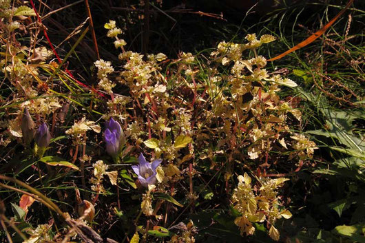 ナゾの植物　トキホコリを連想したが...別の植物