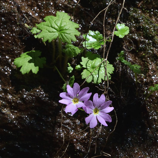 クモイコザクラ (雲居小桜)　サクラソウ科 サクラソウ属　日本固有種　絶滅危惧Ⅱ類