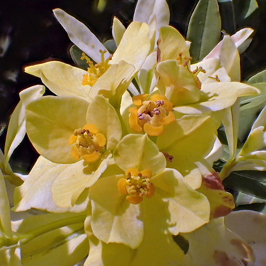 ノウルシの花は雌雄異熟の雄性先熟。 この花は雌花が見えないので、雄性期の若い花だね