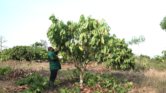 Setting up a demonstration plot for the rehabilitation of cocoa orchards