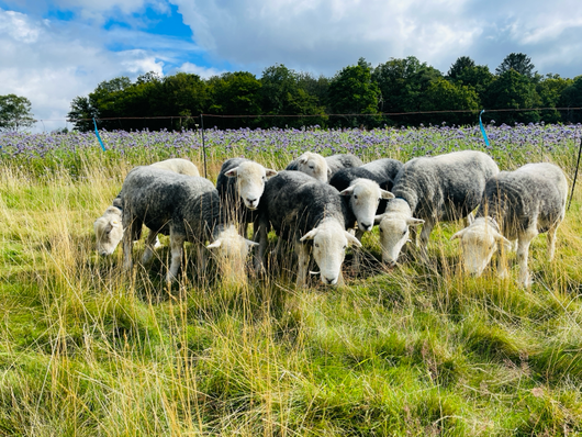 Die Herdwick sind unsere Border Collie Training Gang