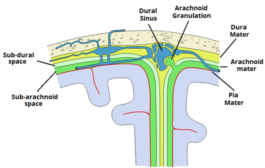 meninges of the brain in relation to skull