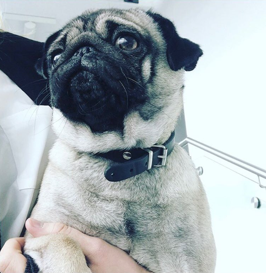 Hundebusiness