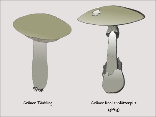 Grüner Täubling, Grüner Knollenblätterpilz
