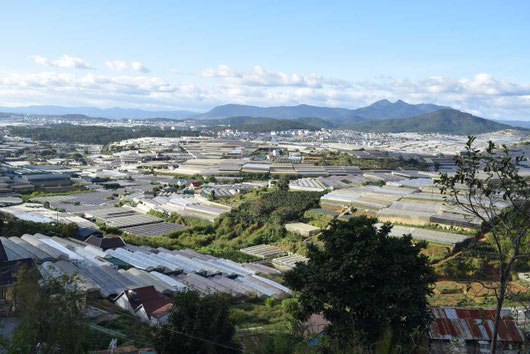 dalat-vietnam-viticulture-agriculture-horticulture-produciton-vin