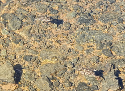 Blick auf im Wasser schwimmende seltene Kreuzkröten in einem stehenden Gewässer im Basaltbruch Zinst.