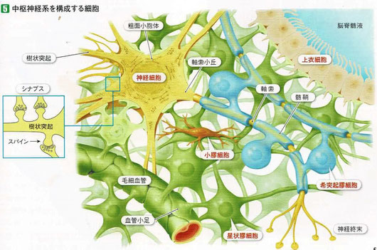 中枢神経を構成する細胞（中央が小膠細胞［ミクログリア］です）