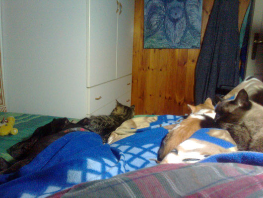 GINE E I GATTINI NEL MIO LETTO.