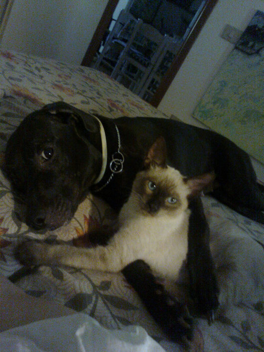 LORO RIESCONO AD ANDARE D'ACCORDO..PERCHE' NOI NO??????? nella foto scattata da me gine e bainjo che dormono abbracciati
