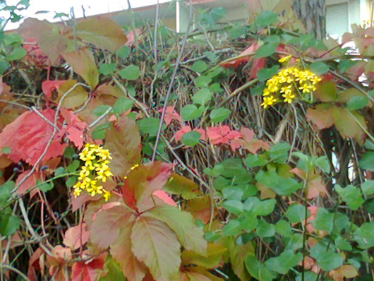 L'EDERA IN FIORE A NOVEMBRE..