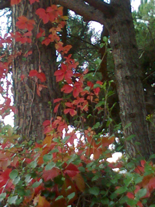 I PINI GIOCANO CON L'AUTUNNO - foto scattata da me