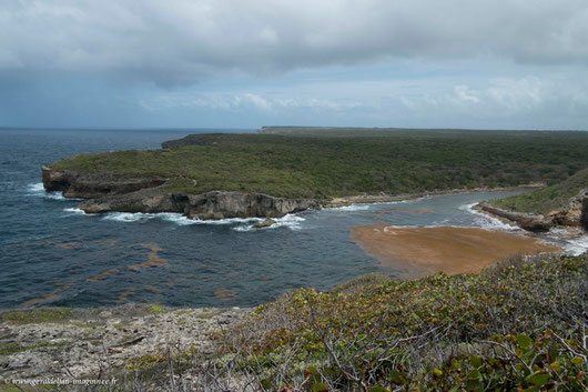 Nappe d'algues Sargasses à l'embouchure du bras de mer à la Porte d'Enfer en Guadeloupe