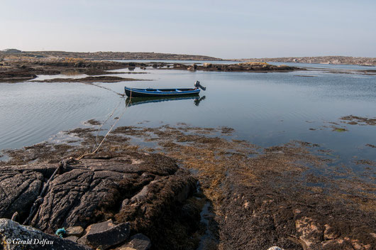 Algues Sargasses au bout de la baie de Galway en Irlande