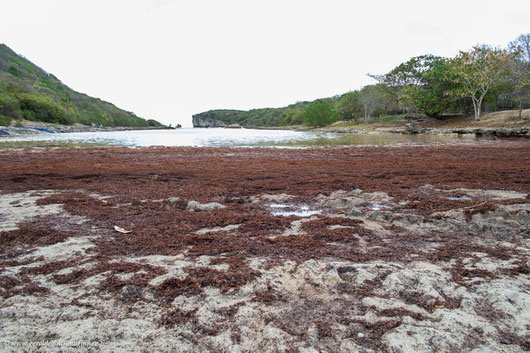 Amas d'algues Sargasses sur la plage de la Porte d'Enfer à la Guadeloupe