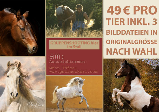 gruppe, gruppenshooting, shooting, fotoshooting, pferde, pferdeshooting, günstig, tiershooting, hunde, hundeshooting, stall, stallshooting, plakat, plakataushang, aushang für den stall