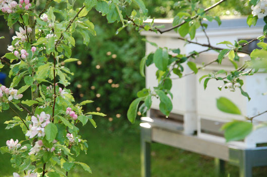 Bienenstand im Frühjahr