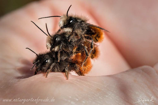 Gehörnte Mauerbiene Osmia cornuta Paarung Insektenhotel Insektennisthilfe Nisthilfe Pappröhrchen solitary bee wild bee insect nesting aid insect hotel hornfaced mason bee  paper tube