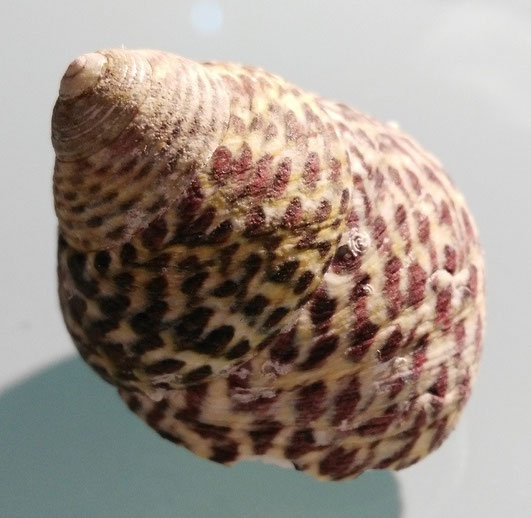Phorcus turbinatus , Santa Severa.