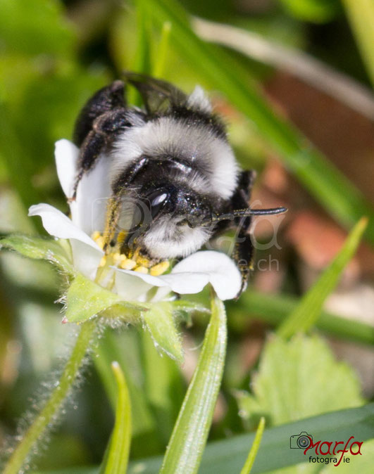 Insekten Hummel