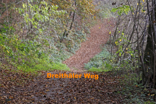 Dreithäler Weg Natursteig Sieg Deutschland