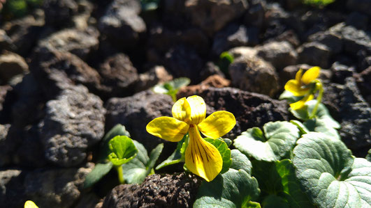 2026年　八ヶ岳　高山植物　開花情報