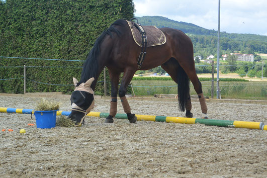 Angst und Apathie vor dem Cavaletti