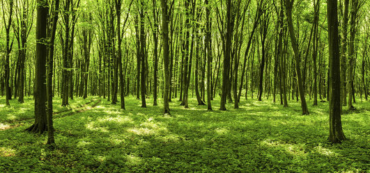 Forêt hongroise.
