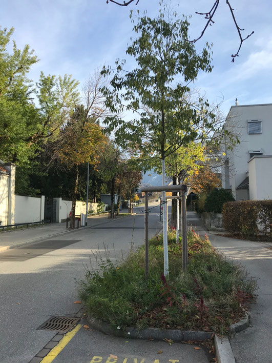 Offene, bepflanzte "Baumscheiben" schützen die Stadtbäume hier Rheinstrasse (Foto UGN)