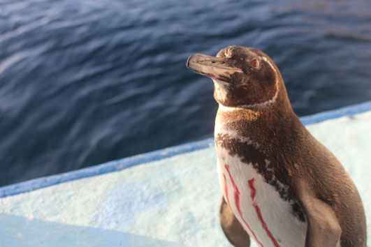 Tagged and marked Galapagos penguin - Photo: Daniel Unda