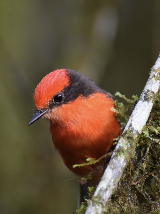 Moucherolle vermilion male - Photo: David Anchundia/CDF