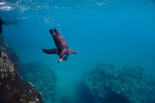 Un manchot des Galápagos dans son élément - Photo: Carlos Espinoza/CDF