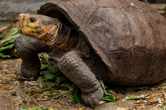 Fernanda - the only surviving Fernandina giant tortoise - Photo: Lucas Bustamante/GC