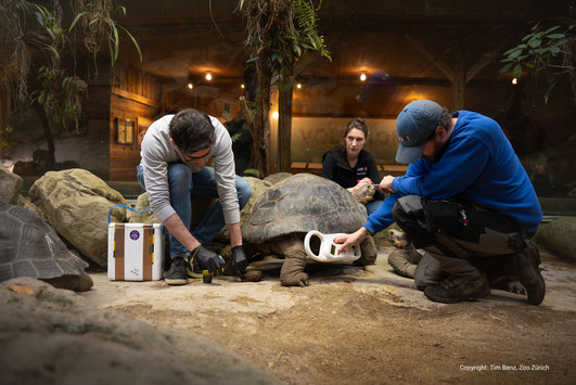 Collecting samples at the tortoise enclosure - Photo: Tim Benz/Zoo Zürich