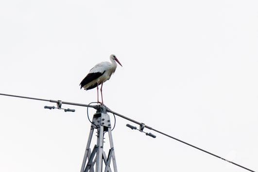 Weißstorch (Ciconia ciconia) im Laubenheimer Ried am Nest Mainz