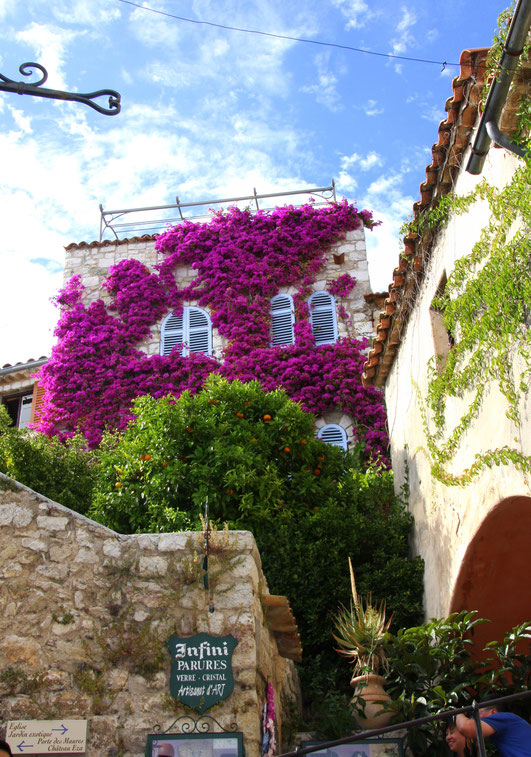 Bild: blühende Bougainvilleen in Èze