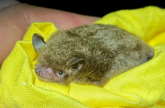 Daubenton’s bats stay in Latvia for the winter.