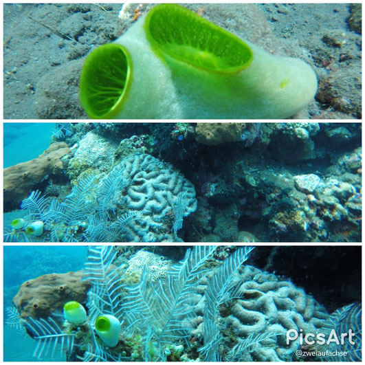 AlamBatu Bali 2017 Hausriff Korallen Unterwasserwelt erster Tauchgang im Meer