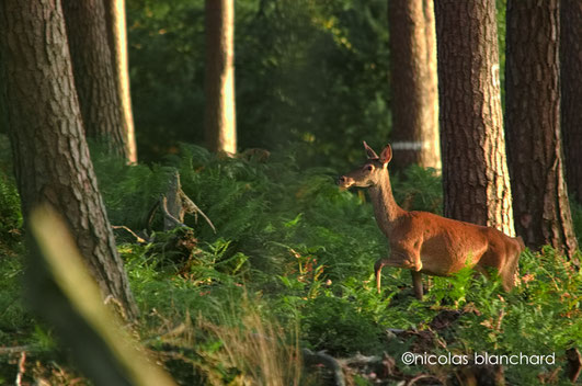 Biche traversant une parcelle de Pins sylvestres, la litière est composé principalement de fougère aigle et au premier plan de Molinie. Forêt d'Ecouves, Septembre 2015