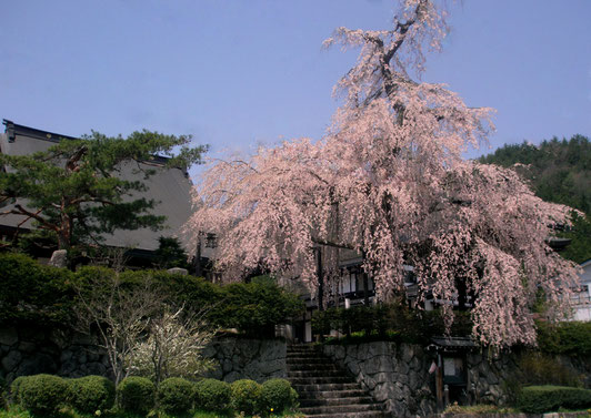 高山市朝日町枝垂れ桜ランキング第５位法正寺の枝垂れ桜