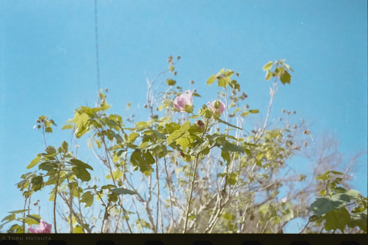 路傍の花と初冬の青空をフィルムカメラで|Rollei 35Tとフジフイルム業務用100