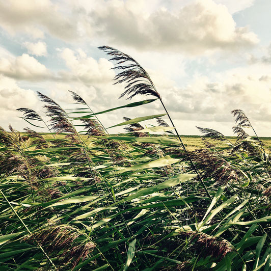 Gräser im Wind auf Föhr