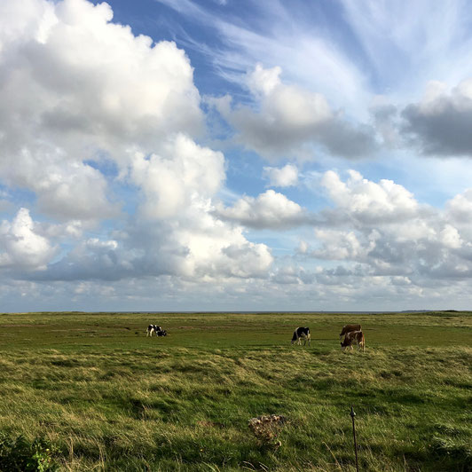 Wiesen, Kühe, Föhr